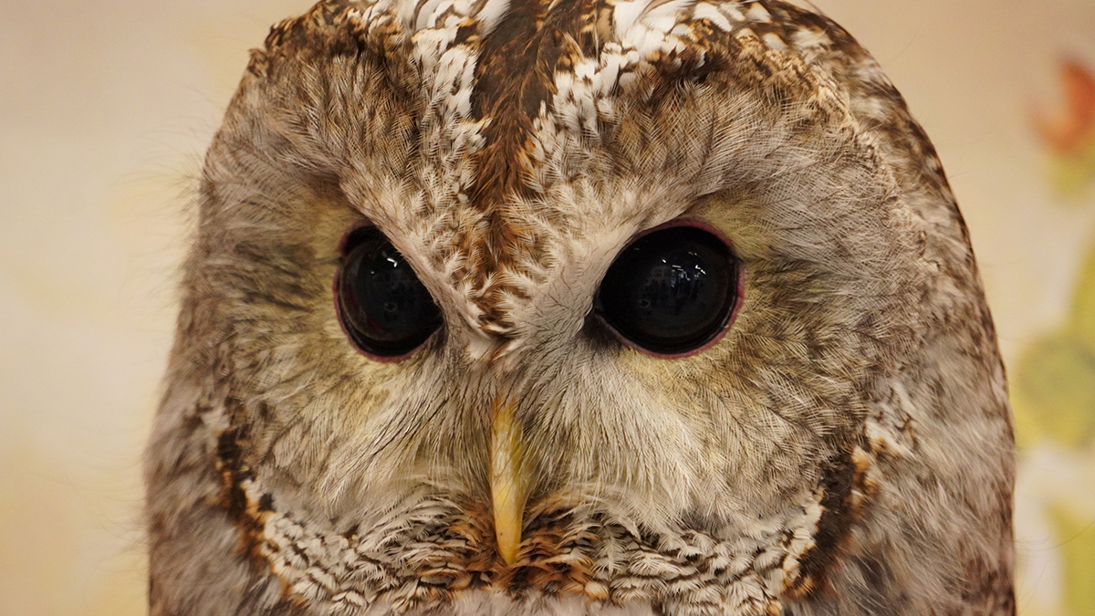 Москвичи спасли неясыть от нападения ворон