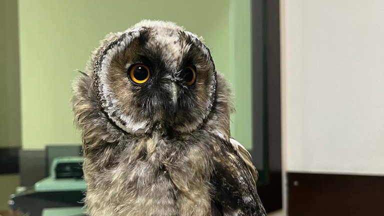 Серую неясыть в Москве спасли благодаря обращению в чат-бот «Спаси сову»