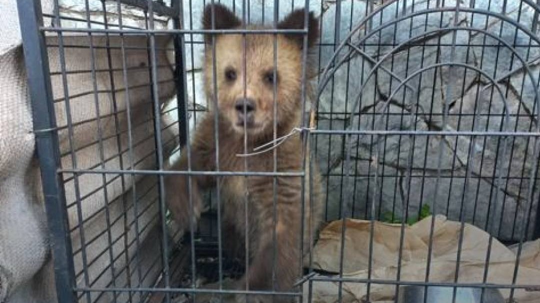 «Грозила верная гибель»: раненого медвежонка спасли в Алтайском крае
