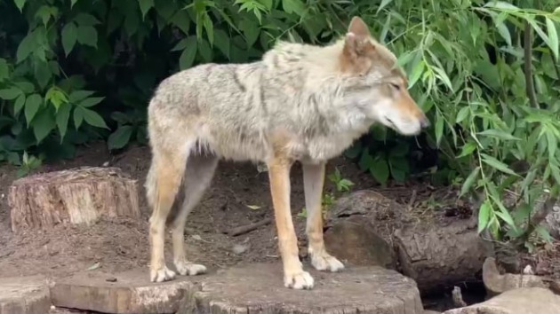 Московский зоопарк объяснил причину похудения волков Рады и Тарзана