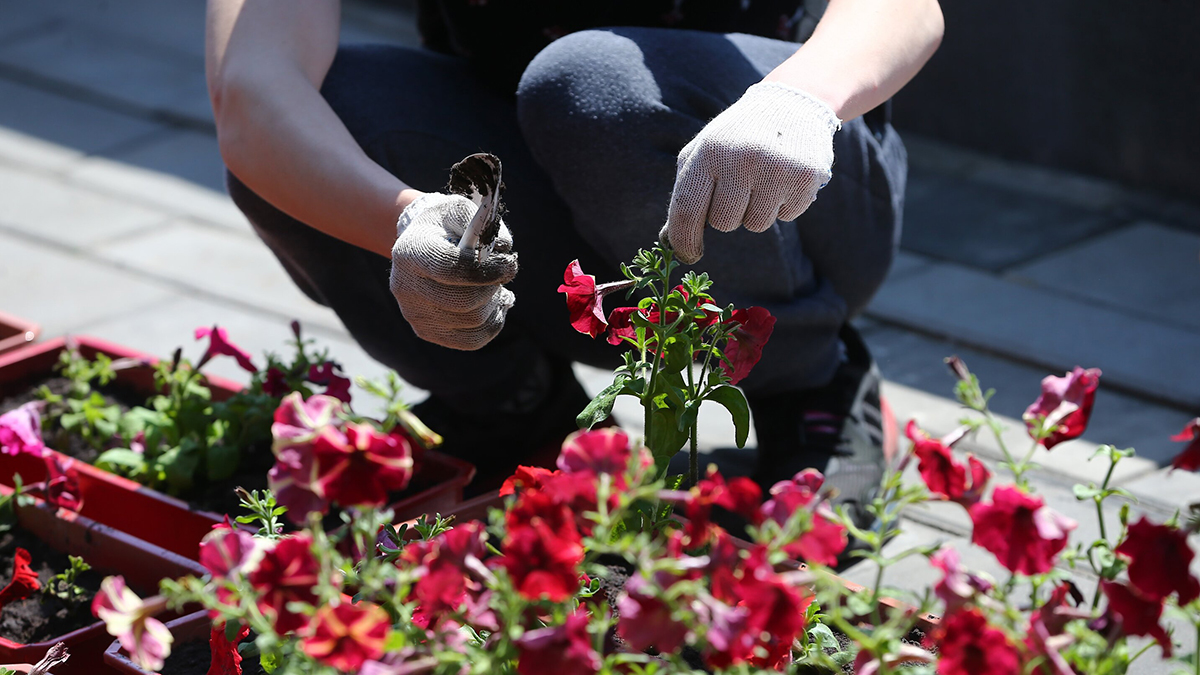 Назван популярный цветок, выращивание которого может грозить лишением свободы