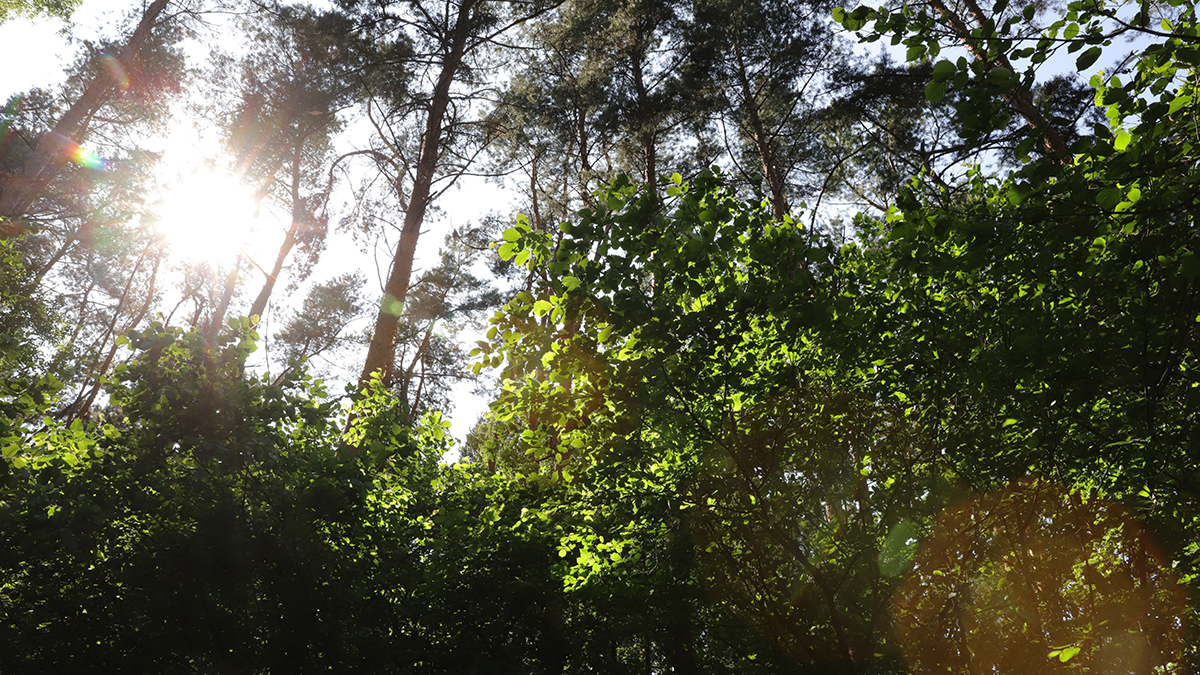 Что делать, если заблудился в лесу