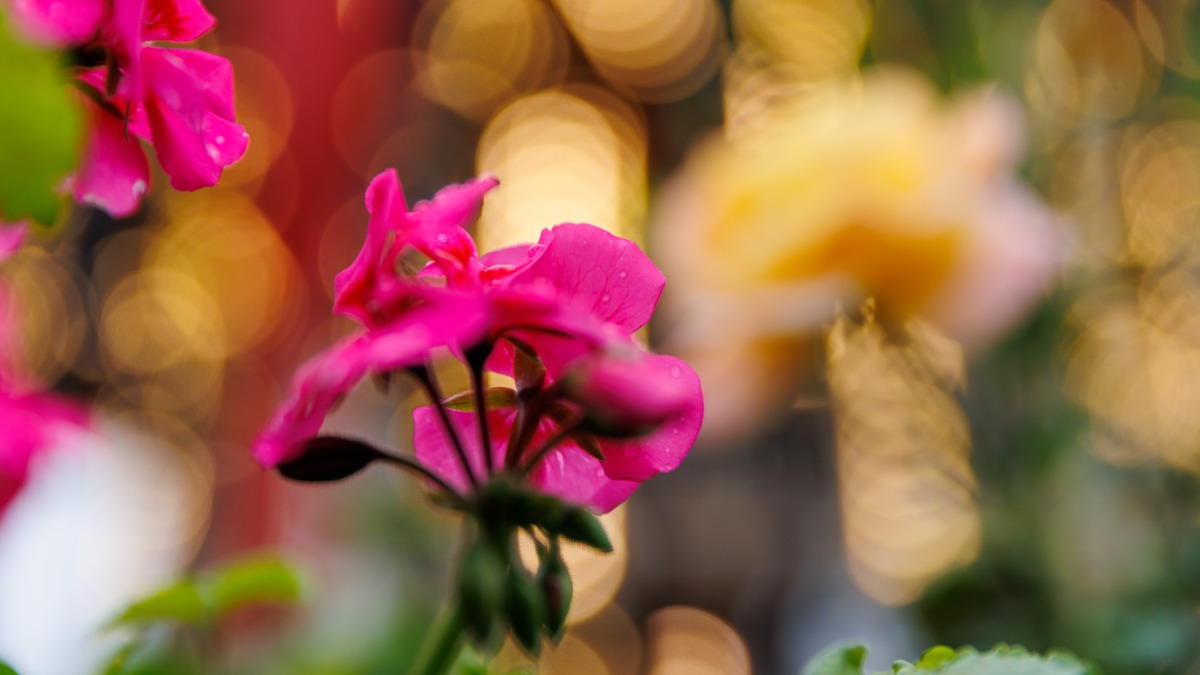 «Чеховский фестиваль на улицах Москвы» расскажет историю коренного народа Южной Америки