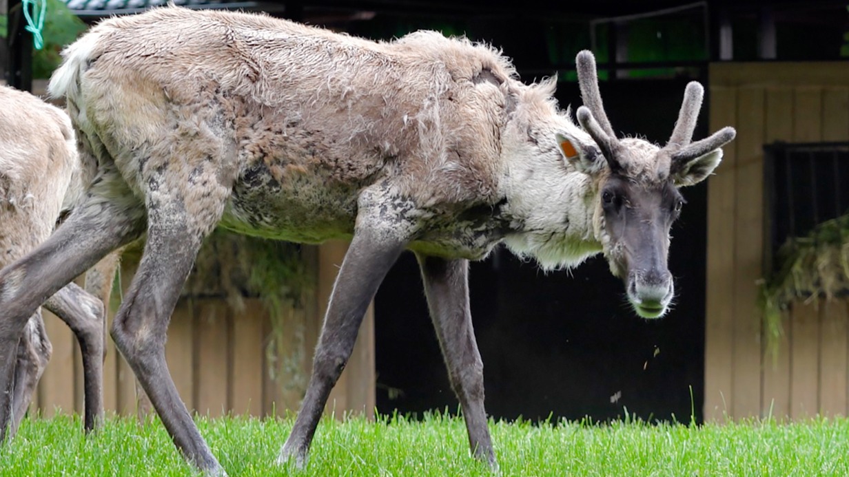 Четырех северных лесных оленей заселили в Московский зоопарк