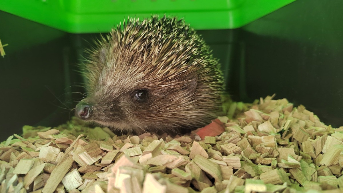 Ежиху, которой дети играли в футбол, спасли