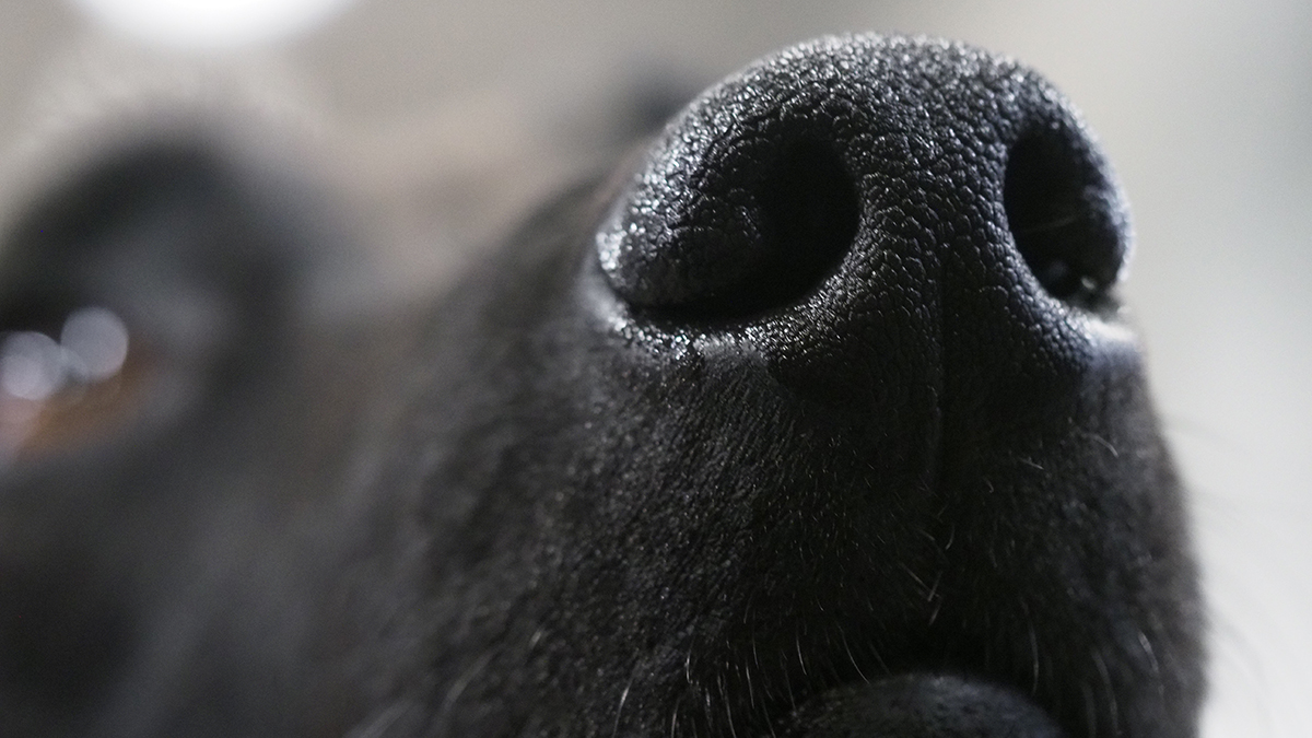 Мэр Магадана поручил подготовить поправки к закону об эвтаназии бродячих животных