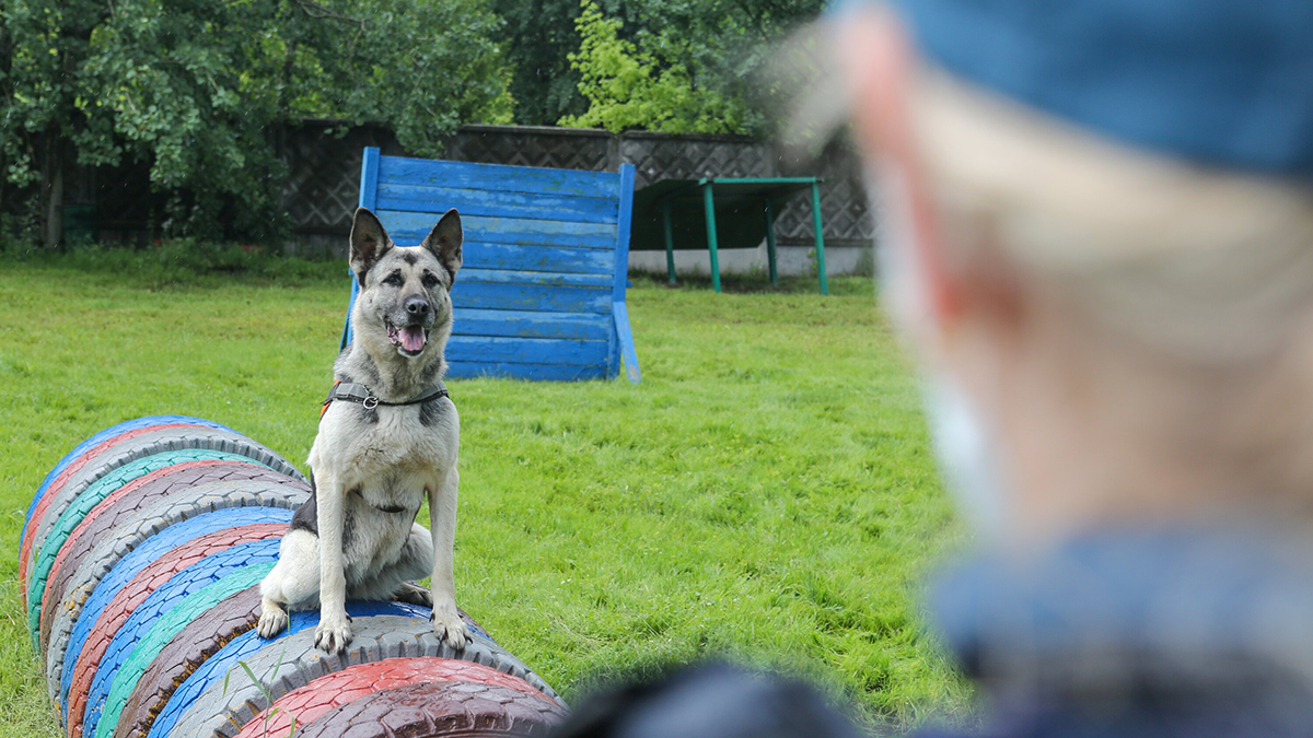 На Московском урбанфоруме в «Лужниках» расскажут о работе кинологических групп и подготовке собак-спасателей