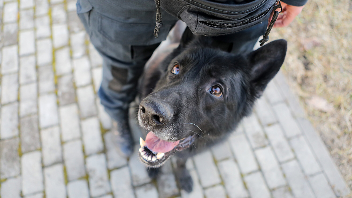 Кинолог Голубев рассказал, стоит ли покупать ребенку собаку