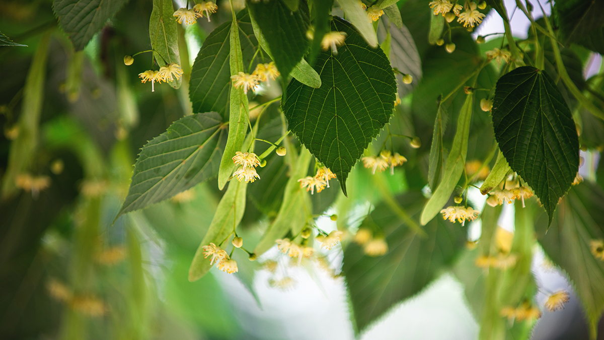 Народный календарь. Как уберечься от сглаза 4 июля