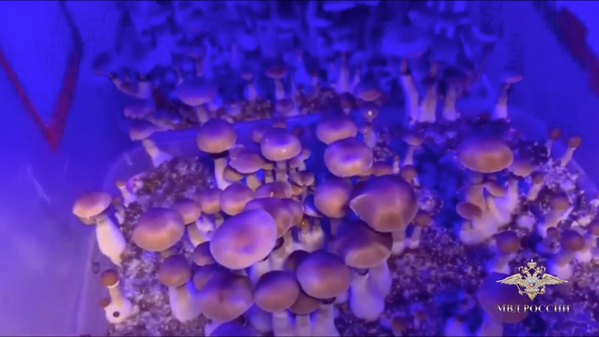 Плантацию галлюциногенных грибов ликвидировали полицейские в Москве