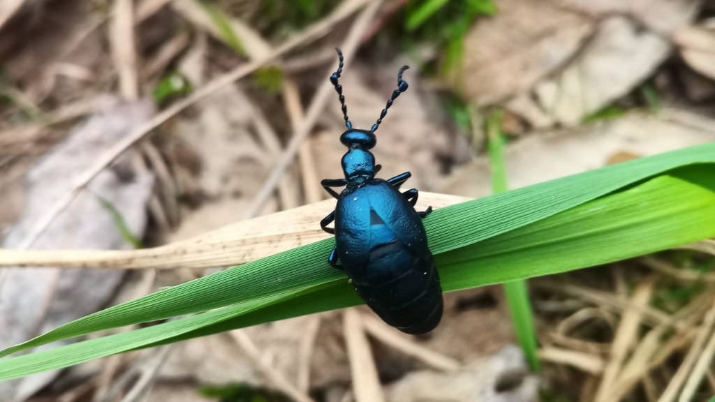 Редкий краснокнижный жук впервые за 15 лет появился в Москве