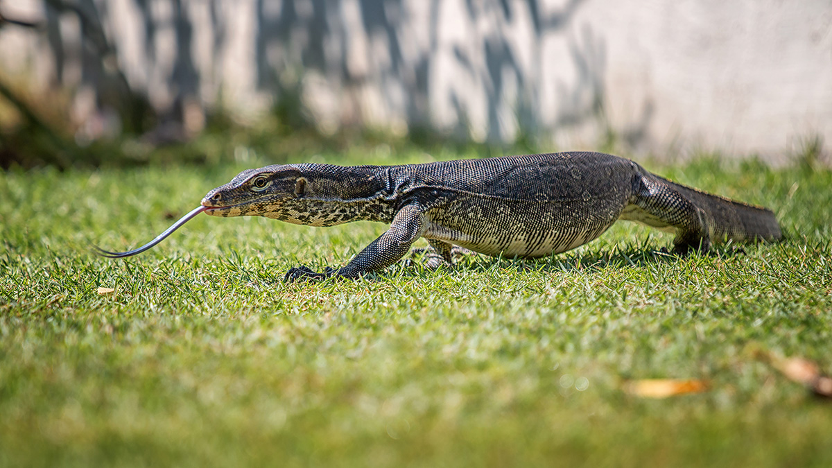 Варан в Бангкоке съел выброшенного матерью младенца