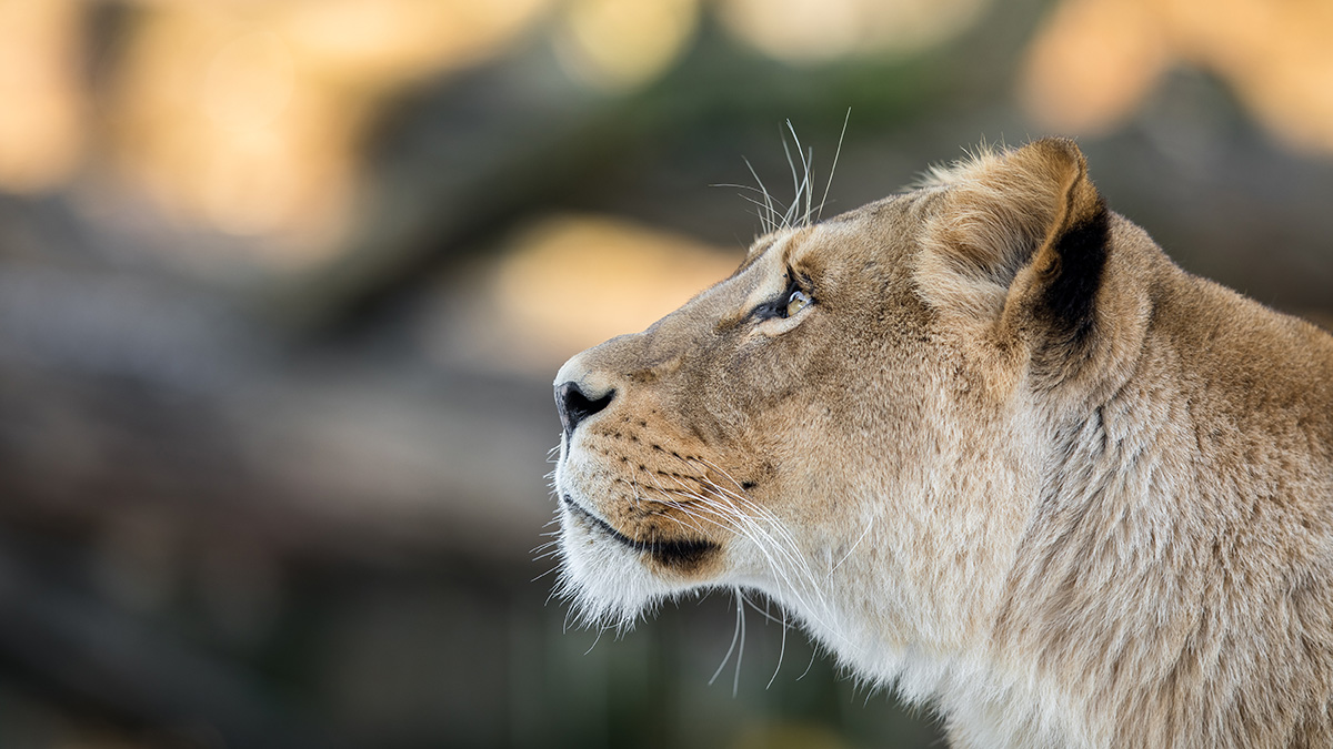 The Asahi Shimbun: В Японии львица растерзала кормившего ее сотрудника зоопарка