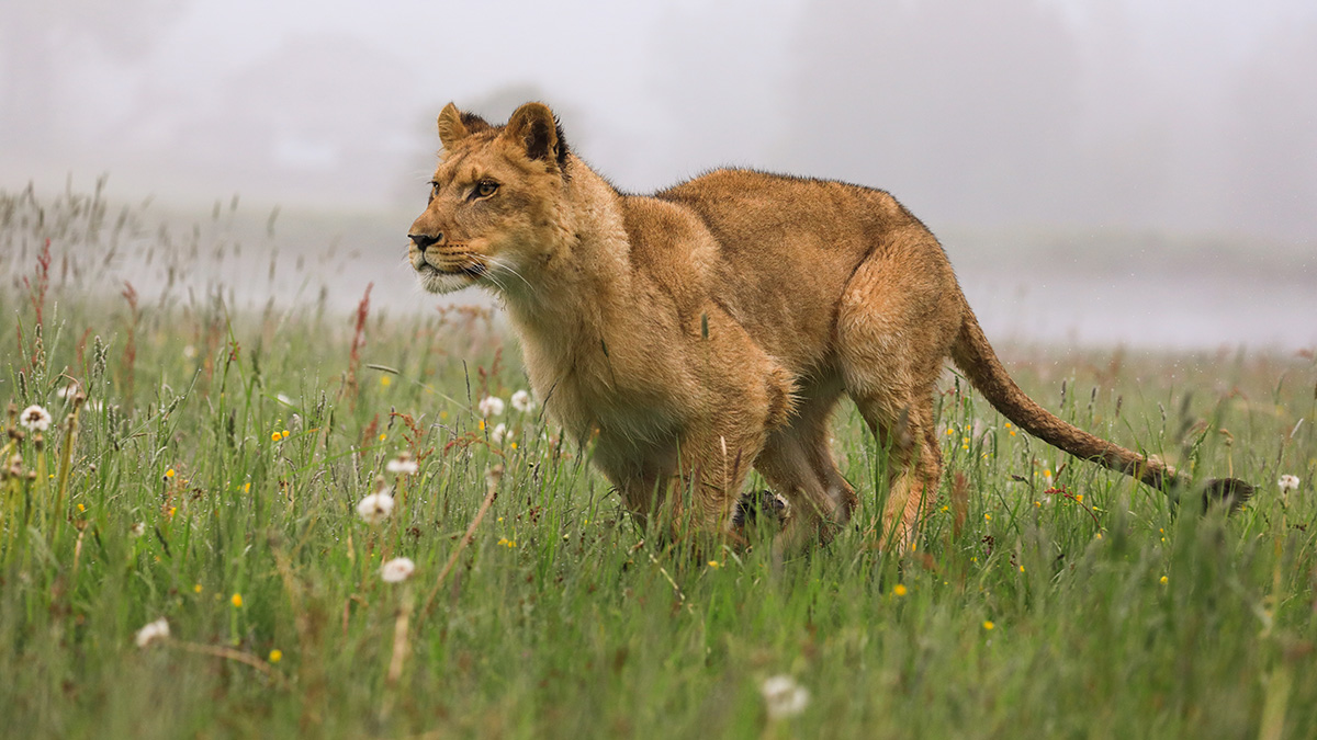 Львица утащила семилетнюю девочку в лес и съела ее