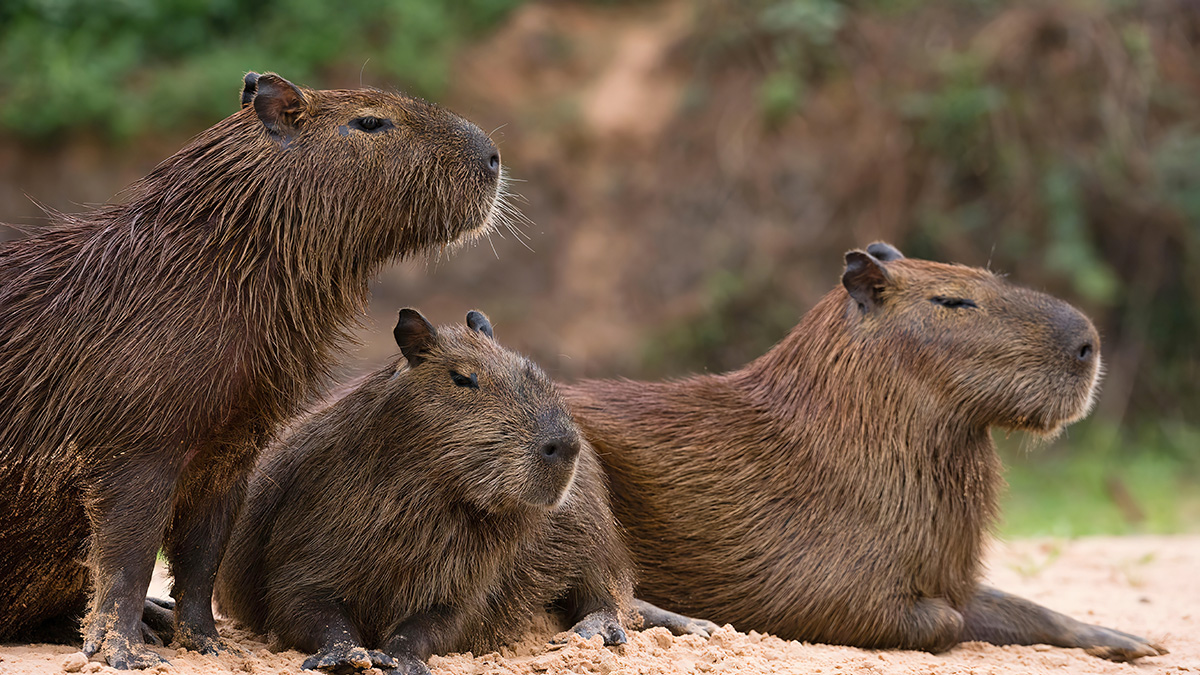 Тысяча капибар захватила город в Аргентине и стала терроризировать его жителей