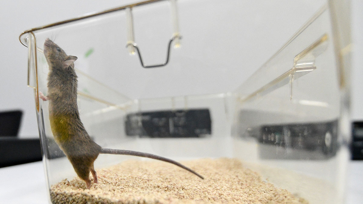 «Негуманно и неэффективно»: в Госдуме высказались против тестирования косметики на животных