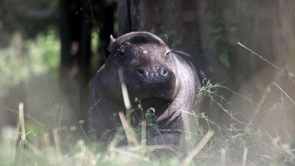 В Крыму чучело Зимы на Масленицу отдадут на съедение бегемоту Фриде