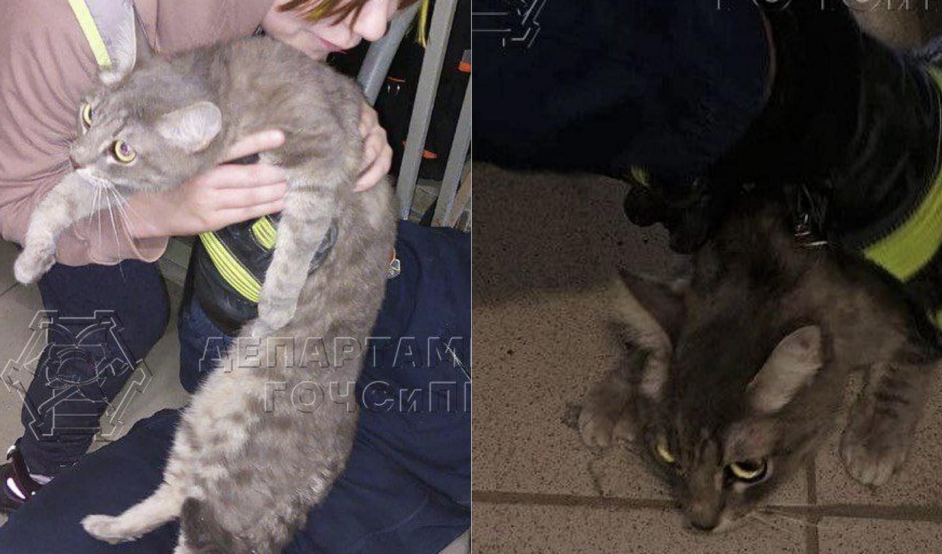 Спасатели на северо-западе Москвы помогли выпавшему из окна коту вернутся домой
