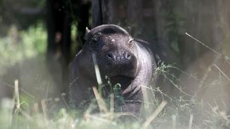 В Крыму чучело Зимы на Масленицу отдадут на съедение бегемоту Фриде