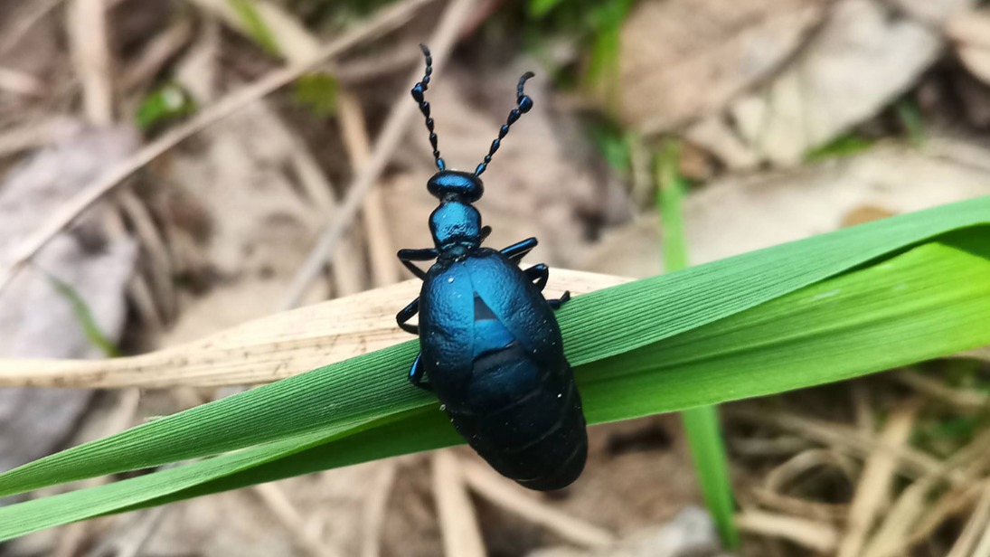 В столице заметили редкого жука из Красной книги Москвы