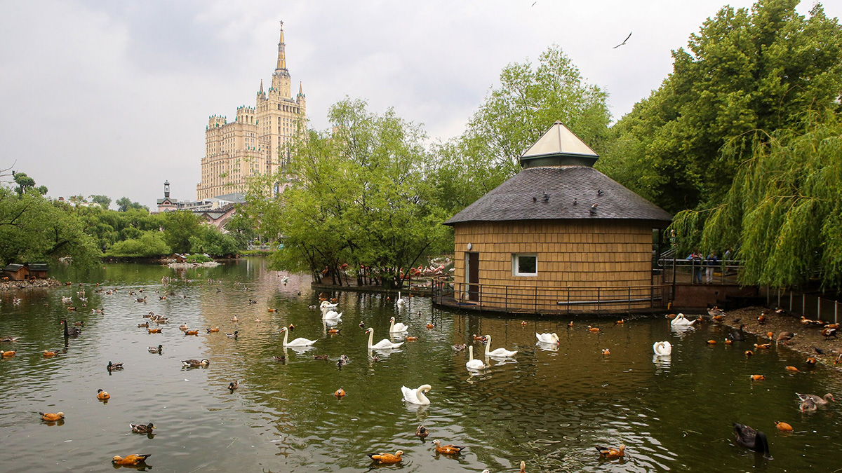 Новый ролик о большой панде появился на медиаэкране Московского зоопарка