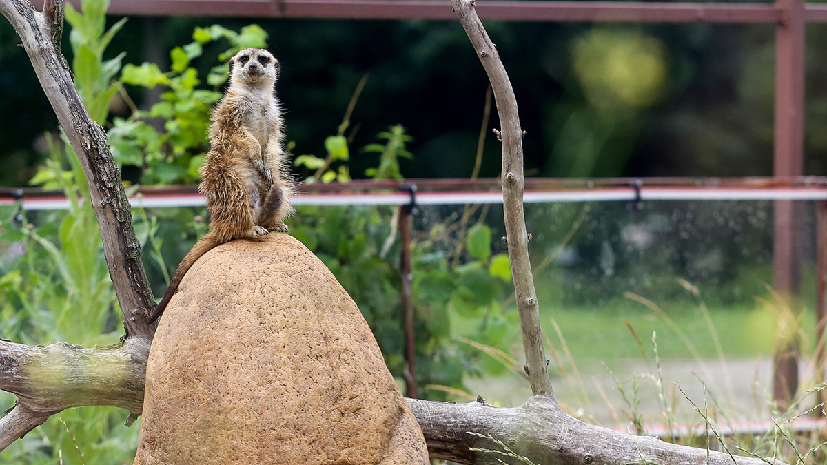 «Часовой»: Московский зоопарк показал, как сурикат следит за безопасностью семьи