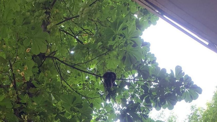 Спасатели сняли с дерева выпавшую из окна кошку на юге Москвы