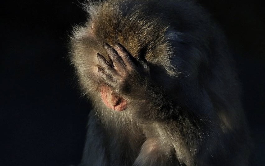 Сделанная кипером Московского зоопарка фотография японского макака попала в Vogue