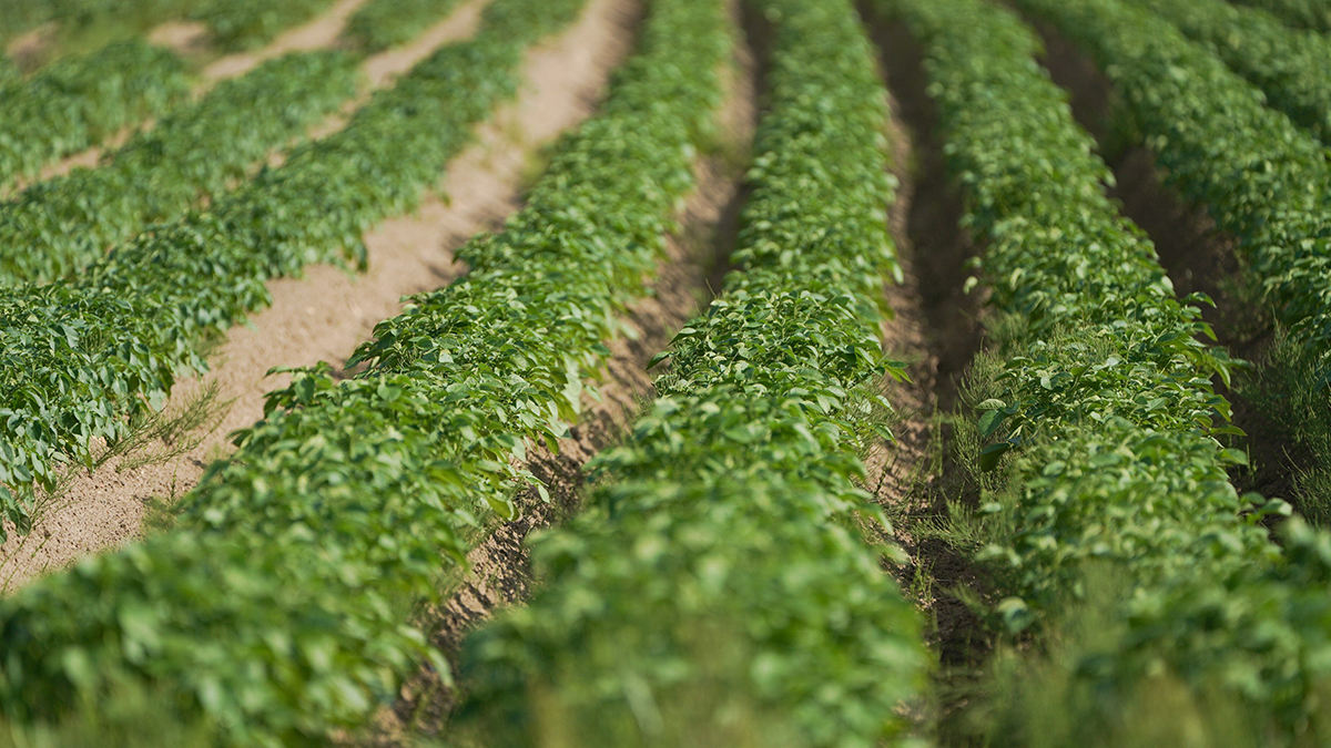 Агроном Коврижных: Раствор из водки поможет справиться с сорняками на даче