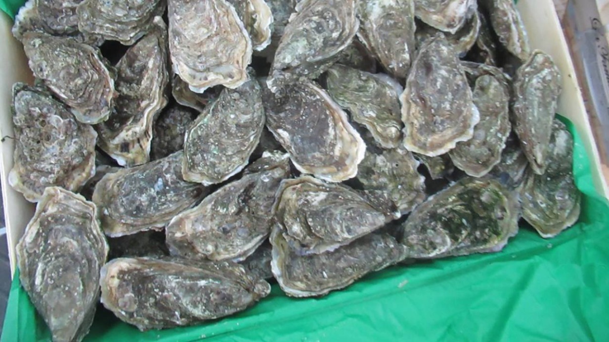 Более 120 килограммов устриц обнаружили таможенники в легковом автомобиле на границе с Белоруссией