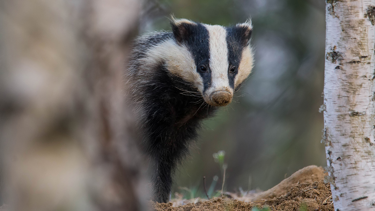 Склад боеприпасов не смогли расширить в Нидерландах из-за барсуков