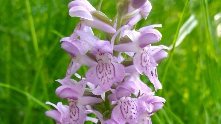 Краснокнижный пальчатокоренник балтийский зацвел в столице