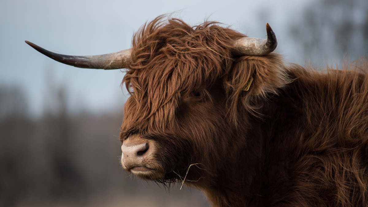 «Малышка активная»: появились кадры с недавно родившимся детенышем домашнего яка