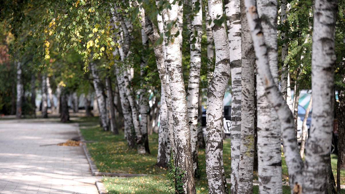 Врач Елисютина рассказала об испытаниях вакцины от аллергии на березу