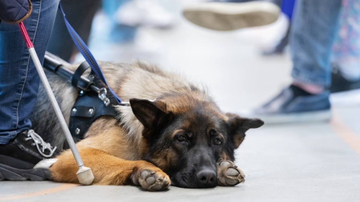 Посвященная собакам-поводырям фотовыставка открылась на станции метро «Выставочная»
