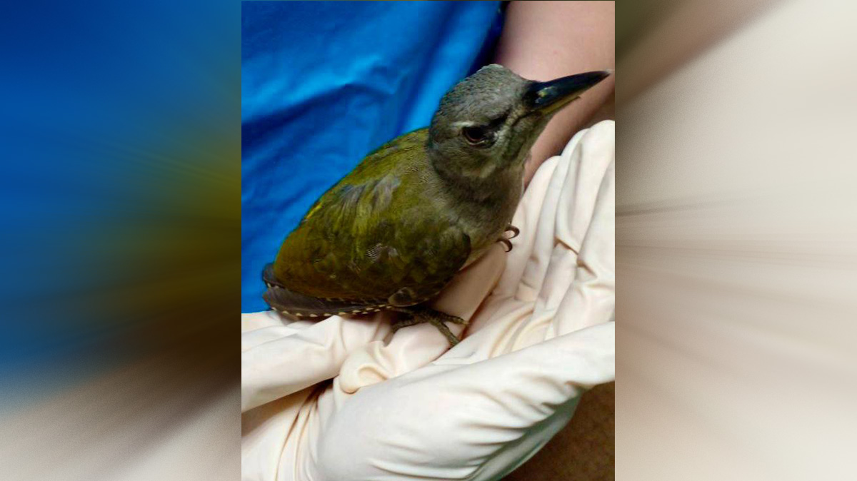 Краснокнижного седого дятла спасли от нападения кошки в Подмосковье