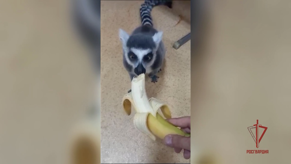 Росгвардейцы поймали сбежавшего лемура на юге Москвы