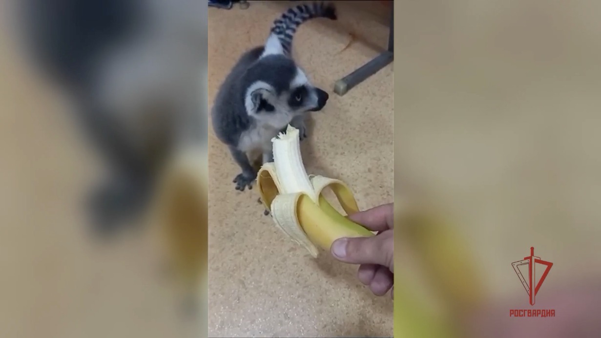 Пойманного на юге Москвы лемура вернут хозяйке