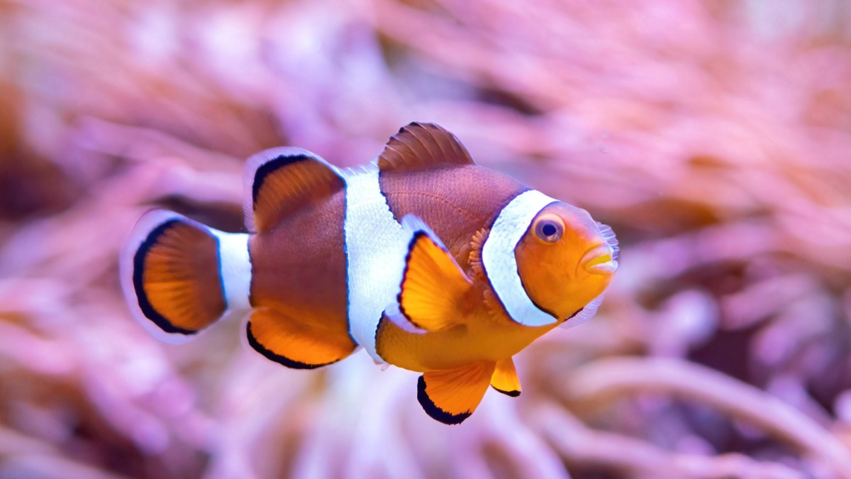 «Умные каникулы» в «Крокус Сити Океанариуме»