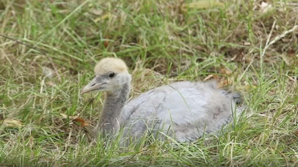 Птенец журавля-красавки вылупился в Московском зоопарке впервые с 2007 года