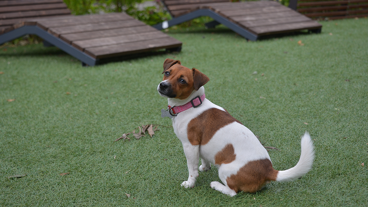 Дрессировщик рассказала о ключевых ошибках при обучении собаки 