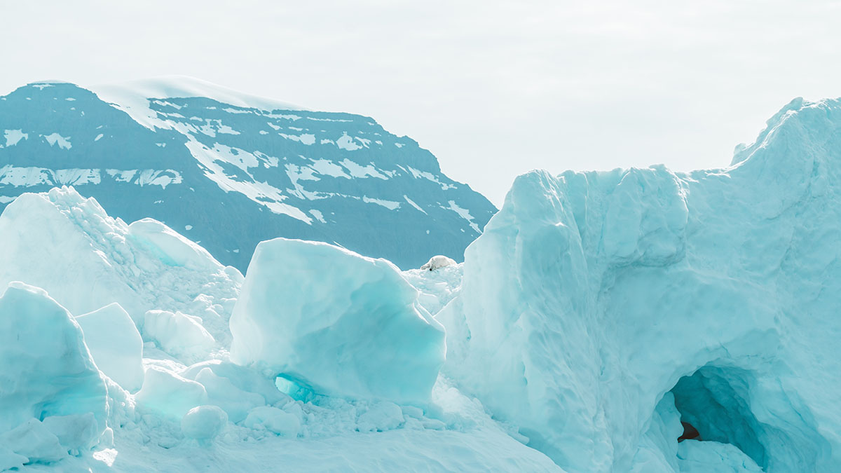Медвежонок Умка станет талисманом Большой Арктической экспедиции