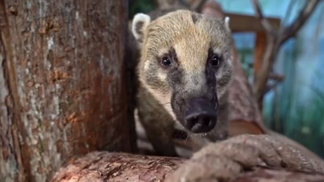 Спасенную от контрабандистов носуху доставили в Московский зоопарк