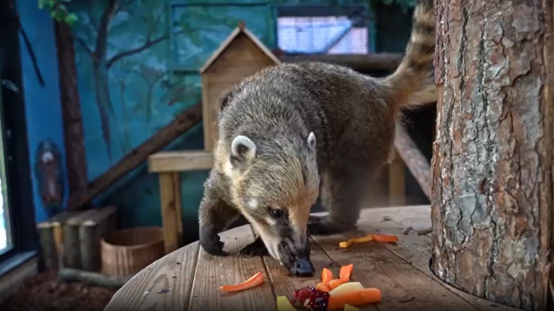 «Любит лазить, вертеть и переворачивать»: Московский зоопарк познакомил с носухой Сниффом