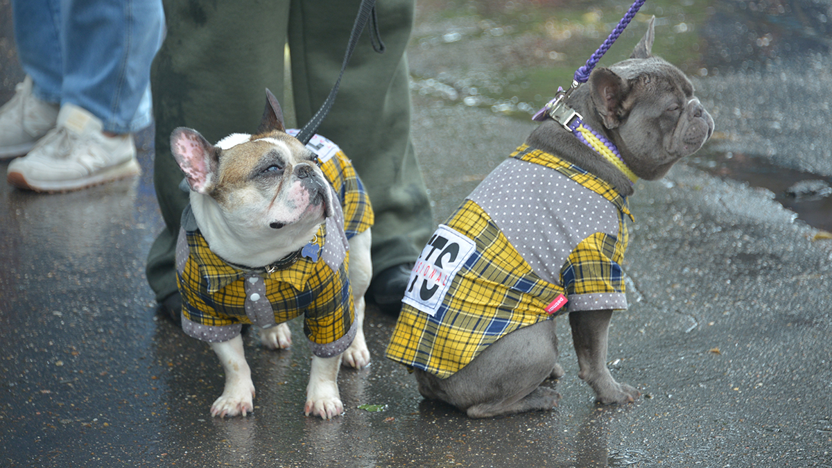 64b5450c82682c2f55379b65 День прекрасных бульдогов и День женской дружбы: какие праздники отмечают в России и мире 21 апреля