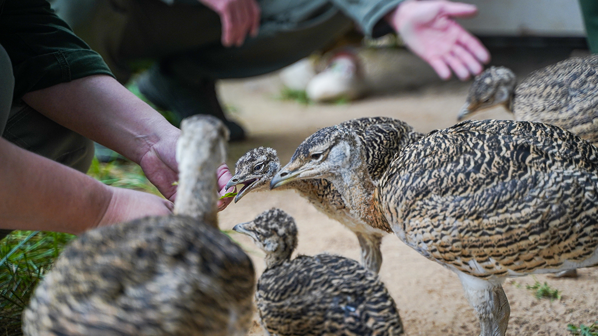 Коллекция Московского зоопарка за 160 лет выросла до 1243 видов животных