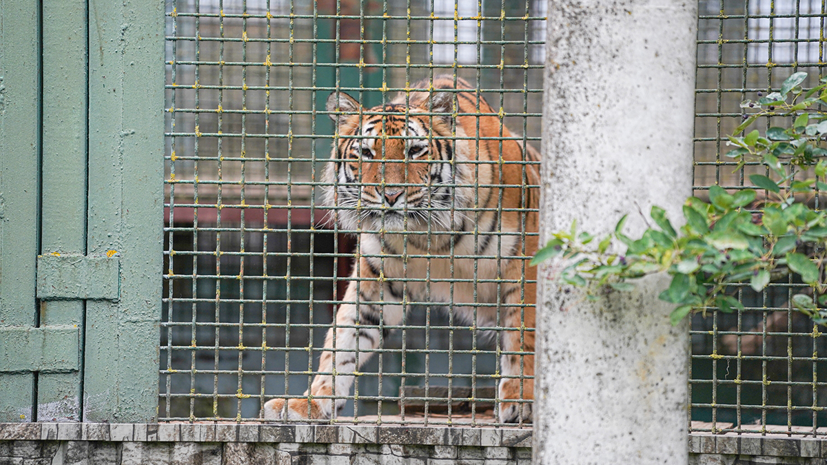В Ленинградском зоопарке рассказали, как учреждение работало в годы блокады