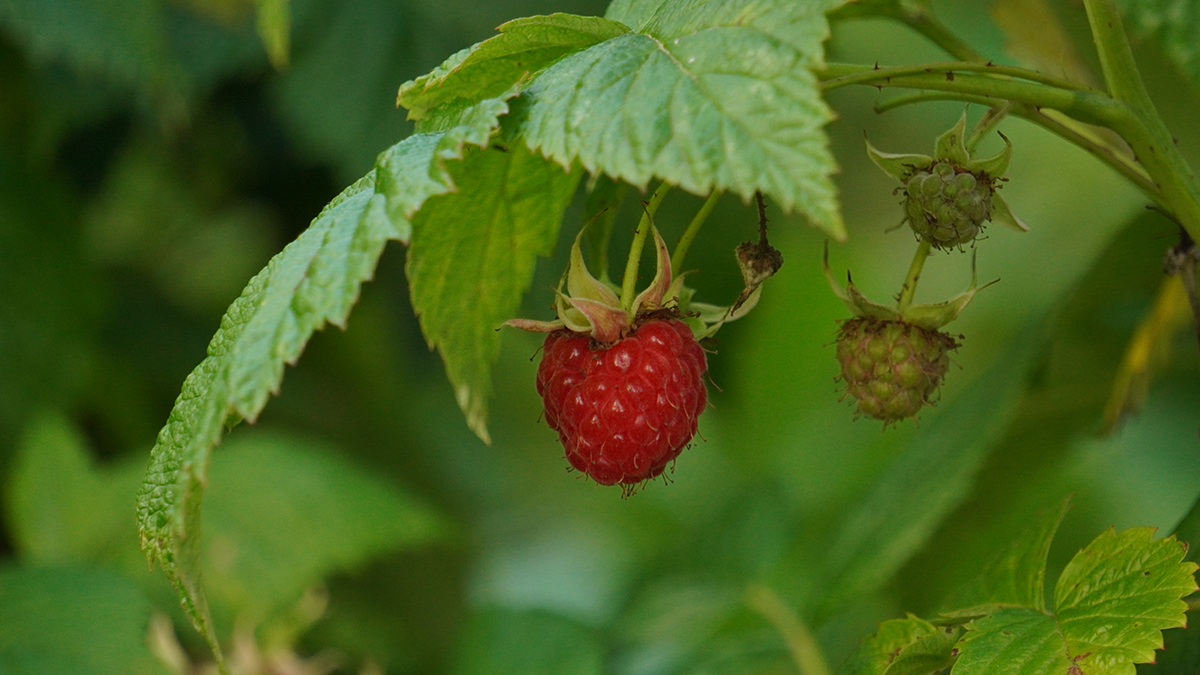 Как подготовить малину к зиме