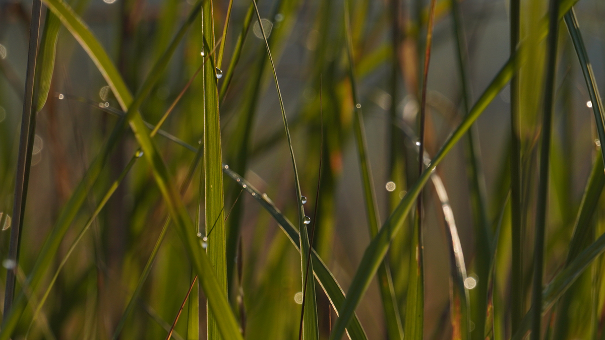 Эксперты рассказали, как из сорняков извлечь выгоду