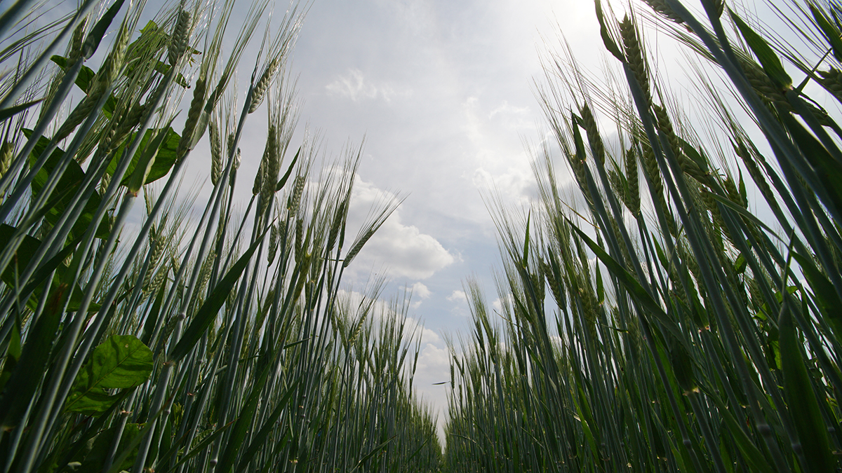 Британский школьник нашел в поле золотой браслет I века нашей эры
